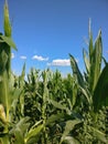 Corn field on sunny day. Vertical shot with blue sky and green corn Royalty Free Stock Photo