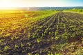 Corn field. Sunrise over the corn field Royalty Free Stock Photo