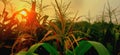 corn field, sunset, beautiful afternoon Royalty Free Stock Photo