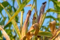 Corn field in sunset close up summer autumn harvest outdoors Royalty Free Stock Photo