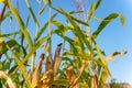 Corn field in sunset close up summer autumn harvest outdoors Royalty Free Stock Photo