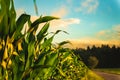 Corn field in sunset. Maize agriculture theme Royalty Free Stock Photo