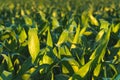 Corn field in sunset. Maize agriculture theme Royalty Free Stock Photo