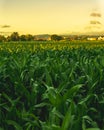 Corn field in sunset. Maize agriculture theme Royalty Free Stock Photo