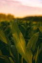 Corn field in sunset. Maize closeup, agriculture theme Royalty Free Stock Photo