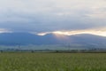 Corn field and the sunset over mountains Royalty Free Stock Photo