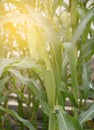 corn field at sunset. corn plant in the field Royalty Free Stock Photo