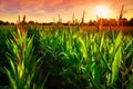 Corn field at sunset Royalty Free Stock Photo
