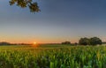 Corn field by sunset sun. Countryside landscape with maize field and transmission tower on the background. Royalty Free Stock Photo