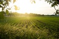 Corn field and a sunset, a view from an apple tree near the road Royalty Free Stock Photo