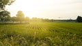 Corn field and a sunset, a view from an apple tree near the road Royalty Free Stock Photo