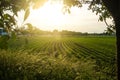 Corn field and a sunset, a view from an apple tree near the road Royalty Free Stock Photo