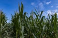 Corn field in the sunshine with a blue sky above, Poland Royalty Free Stock Photo