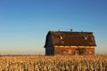 A corn field surrounds a rustic barn