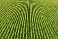 Corn Field/Sweetcorn Field Royalty Free Stock Photo