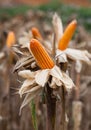 Corn on the field in time of harvest Royalty Free Stock Photo