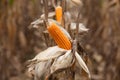 Corn on the field in time of harvest Royalty Free Stock Photo