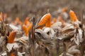 Corn on the field in time of harvest Royalty Free Stock Photo