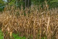 Corn field to be harvest Royalty Free Stock Photo