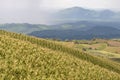 Corn field on top mountain with raining