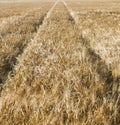 Corn field with track of tractor Royalty Free Stock Photo
