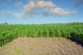 Corn field. Corn field treated with chemicals for the destruction of weeds Royalty Free Stock Photo
