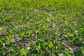 Corn field treated with chemicals for the destruction of weeds. Royalty Free Stock Photo