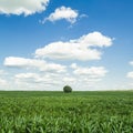 Corn field and tree, summer landscape