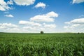 Corn field and tree, summer landscape