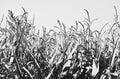 corn field with trees in background in black and white Royalty Free Stock Photo