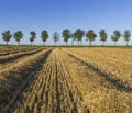 Corn field with trees Royalty Free Stock Photo