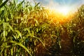 Corn field under sky at sunrise Royalty Free Stock Photo