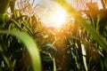 Corn field under beautiful sky at sunrise, closeup Royalty Free Stock Photo