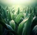 Growing stalks of corn nature background