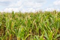 Corn field under blue sky