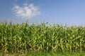 Corn field under blue sky with clouds