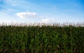 Corn field under blue sky in summer evening.Natural crops growing on rural farm.Cultivated cornfields with organic food