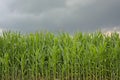Corn field under dark clouds in the Flemish countryside