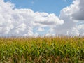 Corn field - Villar de Mazarife Royalty Free Stock Photo