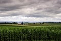 Corn Field Vista Royalty Free Stock Photo