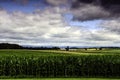 Corn Field Vista Royalty Free Stock Photo