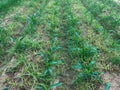The corn field with weed after spray herbicide Royalty Free Stock Photo