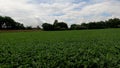 Corn field on a windy blustery day with overcast rain clouds