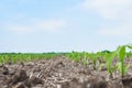 Corn field: young corn plants growing in the sun Royalty Free Stock Photo