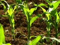 Corn field with young plants Royalty Free Stock Photo