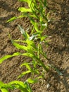 Corn field with young plants Royalty Free Stock Photo