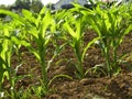 Corn field with young plants Royalty Free Stock Photo