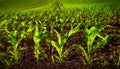 Corn field with young plants and dark fertile soil