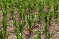 Corn field with young plants on dry fertile soil, close-up with bright green on dark brown dry soil during severe drought Royalty Free Stock Photo