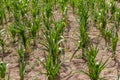 Corn field with young plants on dry fertile soil, close-up with bright green on dark brown dry soil during severe drought Royalty Free Stock Photo